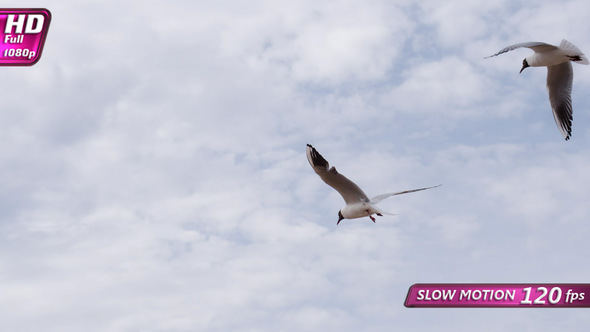 Seagull Plans To The Wind