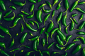 Composition of Jalapeno Peppers on Black Background - PhotoDune Item for Sale