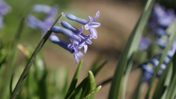 Shallow DOF fragrant flowering Hyacinth purple plant 4K 2160p 30fps UltraHD footage - Close-up of ti