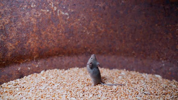 Mice Run Around in a Wheat Storage Barrel