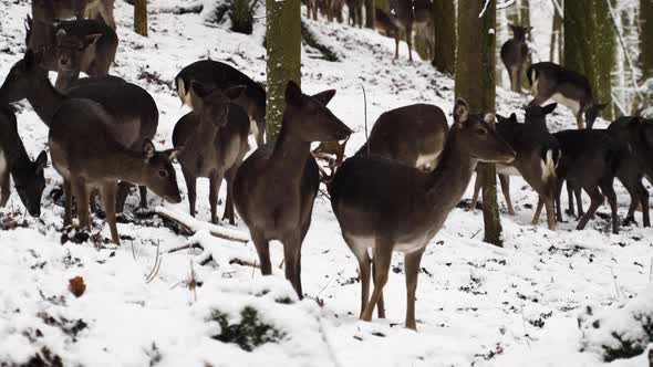 A fallow deer herd looking for food in the frozen ground,winter forest.