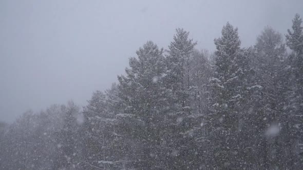 Winter snow scene with forest background