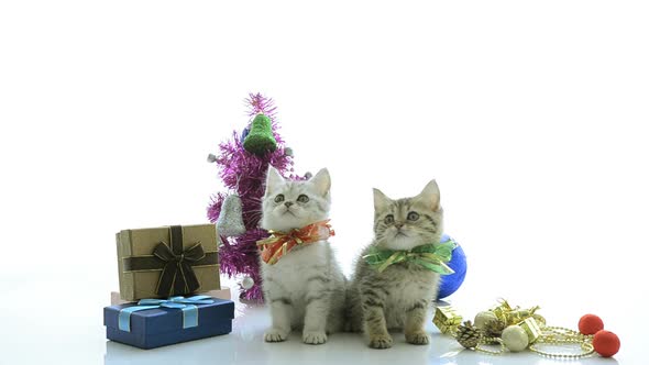 Cute Tabby Kitten Playing In A Gift Box With Christmas Decoration On White Background