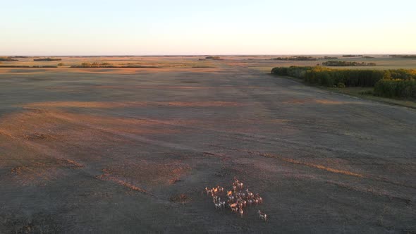 Aerial view flying high above pronghorn antelope herd in rural Alberta, Canada during colourful suns