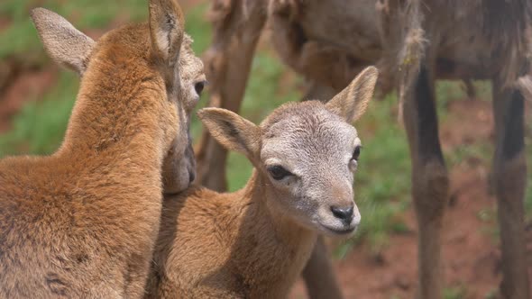 Close up shot of cute mouflon sheeps cuddling outdoors in wilderness during sun