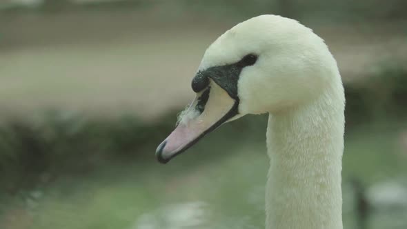 White Swan on the Lake. Close-up.