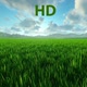 Grass Field - HD - VideoHive Item for Sale