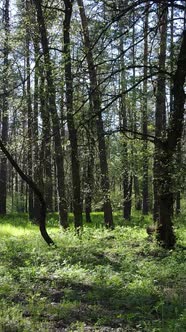 Vertical Video of Green Forest During the Day