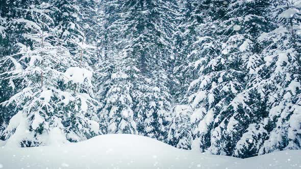 Beautiful Fluffy Snow on Tree Branches