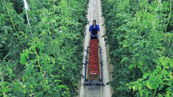 Woman Pushes a Cart with Collected Tomatoes While Walking in Greenhouse.