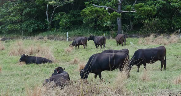 Cow farm in ishigaki