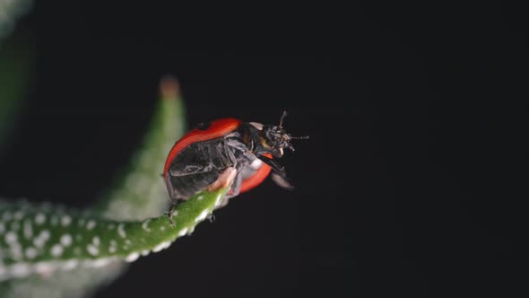 Bright red ladybird walks around small green plant macro shot 4