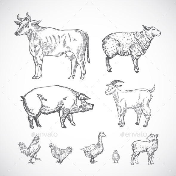 Hand Drawn Domestic Animals Set