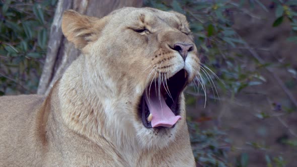 Close up portrait of wild Female Lion yawning in the morning,super slow motion - prores422