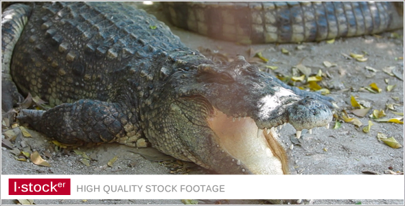 Crocodile In Zoo