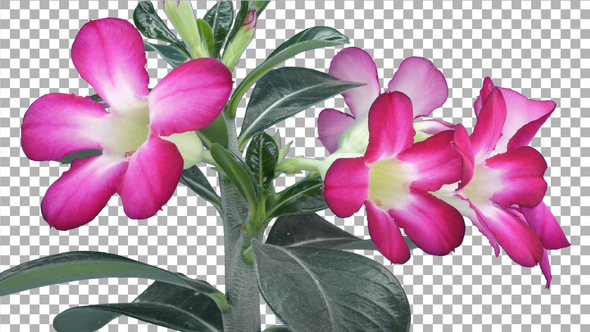 Time-lapse of opening Adenium flower with ALPHA channel