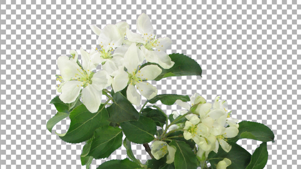 Time-lapse of blooming apple paradise branch with ALPHA channel