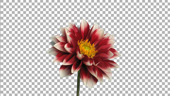Time-lapse of blooming red-white dahlia flower with ALPHA channel