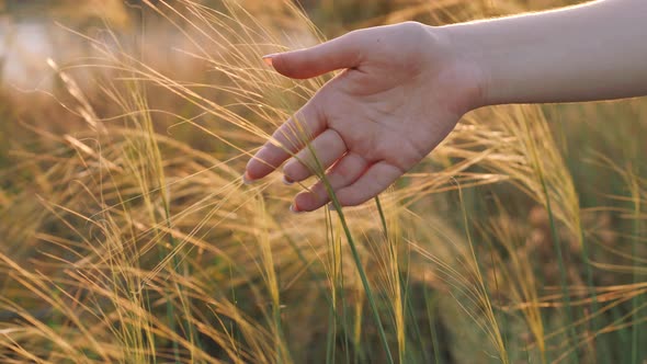 Hand Touches Wild Grass