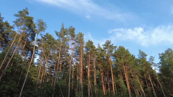 Pine Trees Forest in Belarus Panning From Right to Left