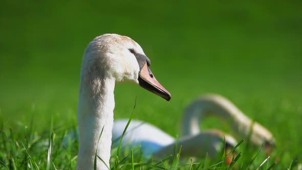 Squatter sweet young swans eating on the field at the plants