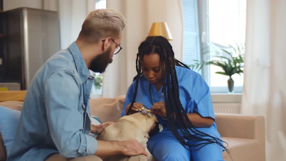 Young Afroamerican Woman Veterinarian Examining Dog at Home