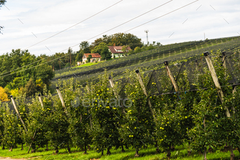 e orchards in region Styria. Apple cultivation.