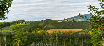 e orchards in region Styria. Apple cultivation.