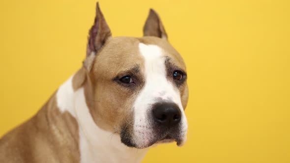 Pit Bull Terrier Dog Looks Into the Camera on a Yellow Background