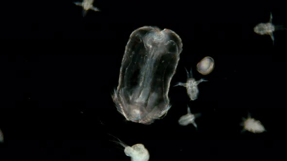 Black Sea Plankton and Zooplankton Under a Microscope,, the Larva of Beroe Ovata, Phylum Ctenophora