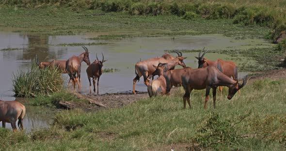 951946 Topi, damaliscus korrigum, Group standing at the Water hole, Masai Mara Park in Kenya, Real T