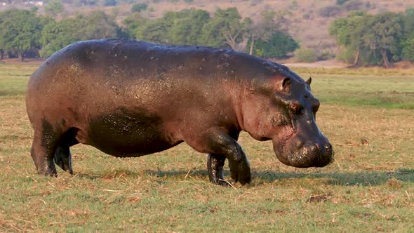 Huge Hippopotamus Walking in the Savannah at Chobe Botswana