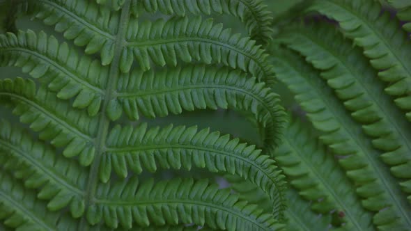 Background of green fern leaves