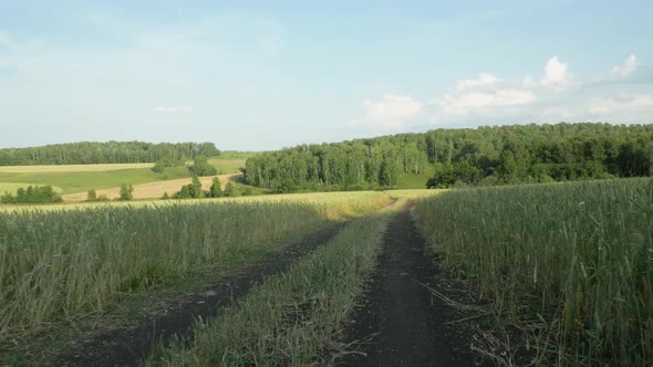 Going By The Wheat Field