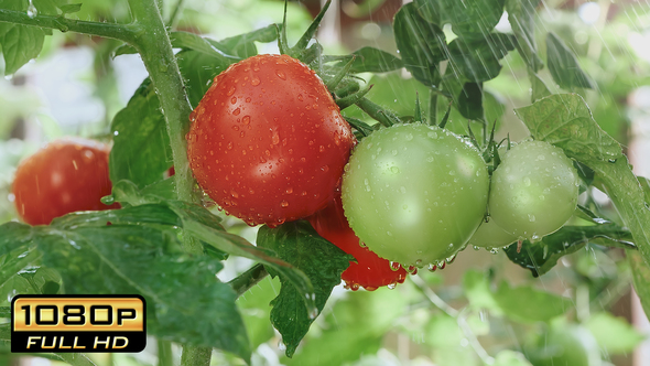 Ripening Tomatoes in the Rain