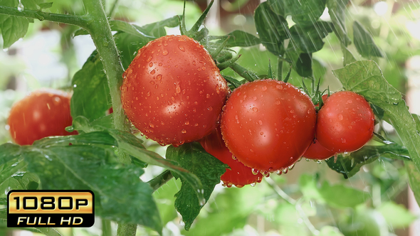 Watering Ripe Tomatoes in Greenhouse