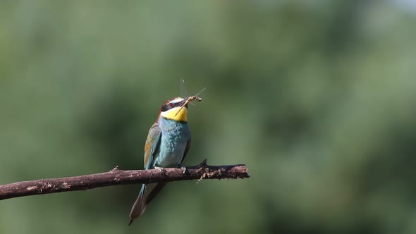 European bee-eater, Merops apiaster. A bird sits on a beautiful old branch and holds a prey