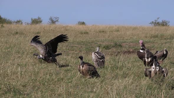 980412 African White Backed Vulture, gyps africanus, Ruppell’s Vulture, gyps rueppelli, Lappet-faced