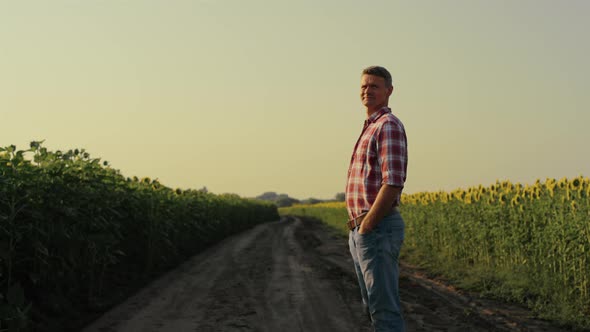 Agronomist Looking Sunflower Field in Evening Sunlight