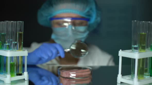 Veterinarian Examining Meat Sample on Petri Dish With Magnifying Glass Parasites