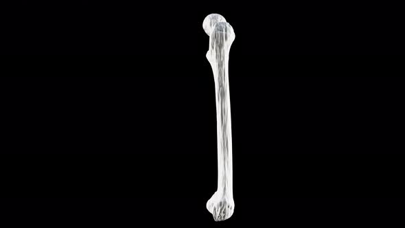Right human femur bone, posterior view, bone anatomy, black background,