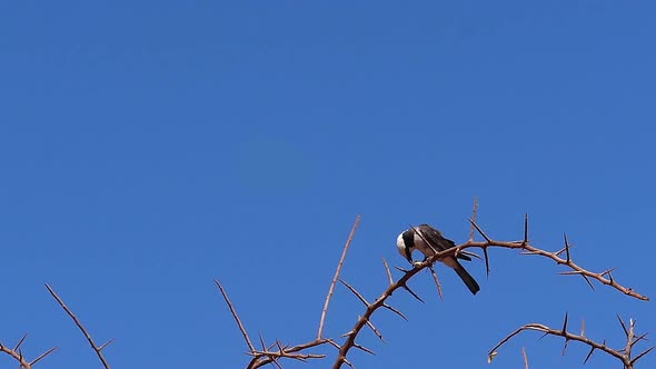 Northern White-crowned Shrike, eurocephalus rueppelli, Adult with Insect in its Beak