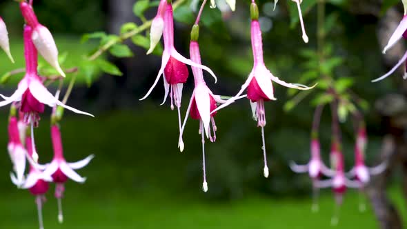Unusually beautiful flowers of fuchsia in droplets of rosa. Using the slider.