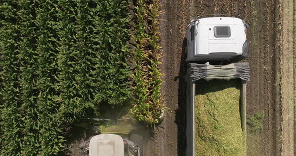 Combine harvesting Corn crops for silage, Drone footage.