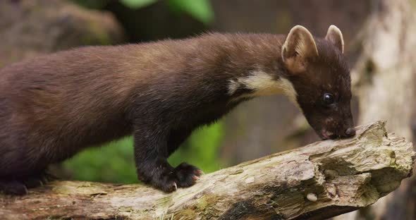 Closeup of Wild European Pine Marten Eating in Primeval Forest