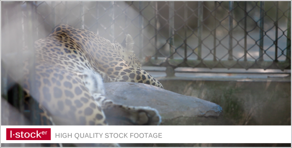 Leopard in Zoo 