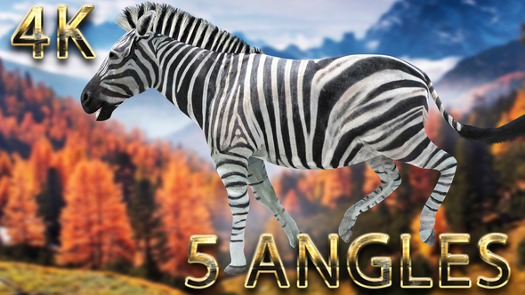 Zebra running from 5 different angles