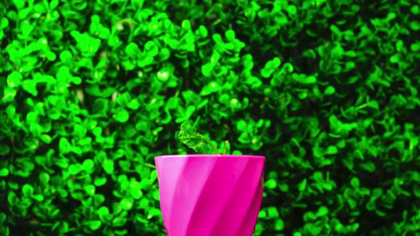 A Sprout Cannot Germinate Closeup in a Pink Pot on a Background of Greenery
