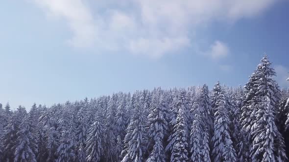Winter Forest in Sunny Weather, Snowflakes Fall. Aerial View