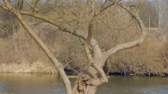 Beaver Nest On The River